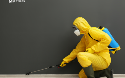 3 Signs You Need Professional Pest Control Services In Bangalore