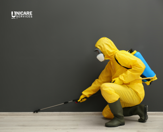 3 Signs You Need Professional Pest Control Services In Bangalore