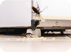 Cockroach control