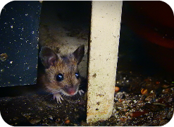 Rodent control