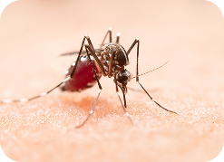 Mosquito and fly control
