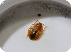 Bed bug treatment