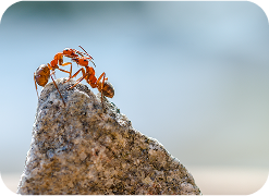 Ant and spider management