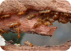 Termite control