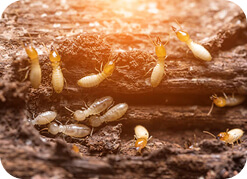 Termite control