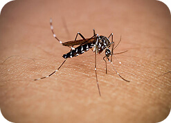 Mosquito and Fly Control