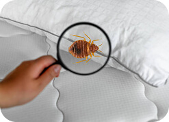 Bedbug Extermination