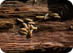 Cockroach and Ant Control