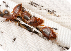 Bedbug Extermination