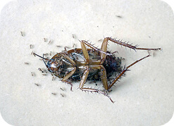 Cockroach and Ant Control