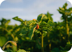 Integrated Pest Management (IPM)