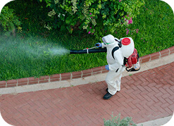 Customized Pest Solutions
