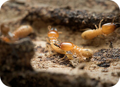 Termite control