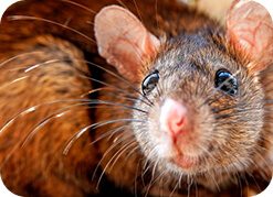 Rodent control