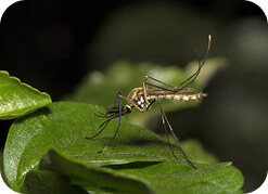 Mosquito and Fly Control
